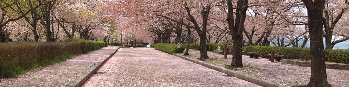 亀岡の桜