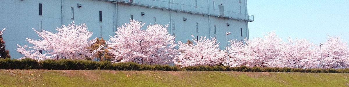 安威川の桜